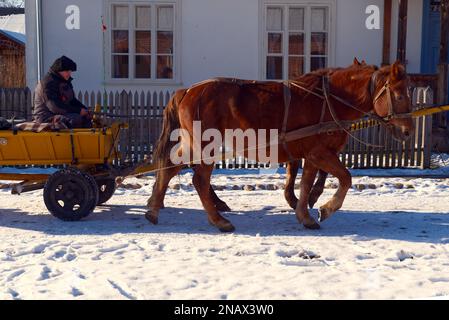 due cavalli tirano un carretto nella neve in inverno Foto Stock