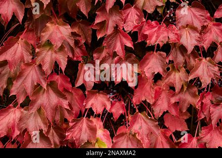 Grappolo di foglie di edera e frutti in autunno. Foto frontale, e dettaglio, autunno, vino rosso, sfere, rami verdi Foto Stock