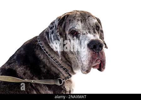 Grande ritratto di Dane harlequin su sfondo bianco primo piano. Cane Foto Stock