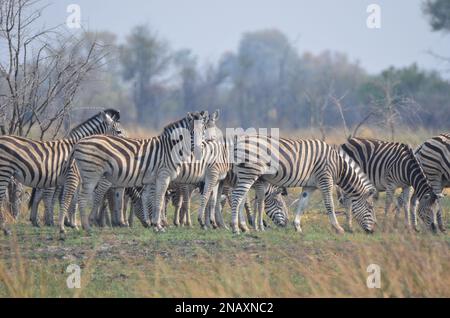Una mandria di zebre pianeggianti nel Delta dell'Okavango Foto Stock