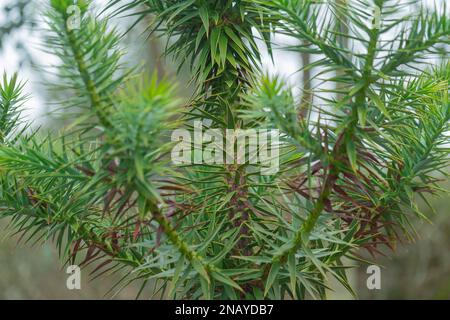 Primo piano di un bellissimo albero di scimmia-puzzle brasiliano, Araucaria angustifolia. Foto Stock