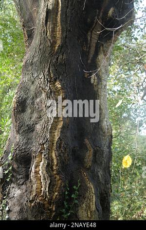 Primo piano del tronco di una quercia da sughero (Quercus suber) in Italia Foto Stock