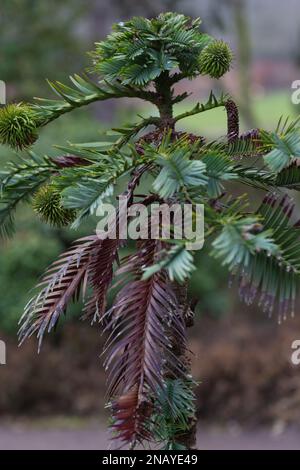 Primo piano di un Pino di Wollemi, Wollemia noblis. Foto Stock