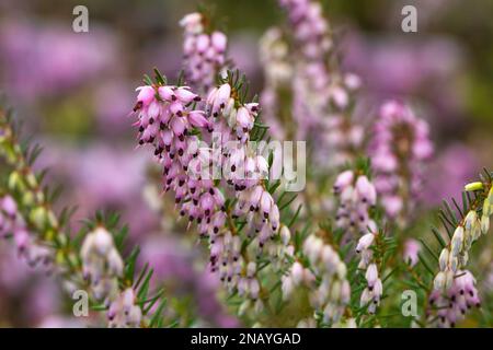 Erica x darleyensis "colline fantasma" Foto Stock