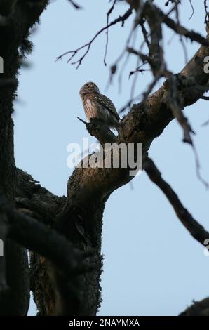 Pigmy Owl (Glaucidium passerinum) adulto arroccato in alto in un albero morto Polonia Maggio Foto Stock