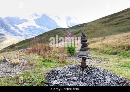 Fiore di erica irlandese sulle Alpi svizzere. Sentiero escursionistico da Mannlichen a Wengen Foto Stock