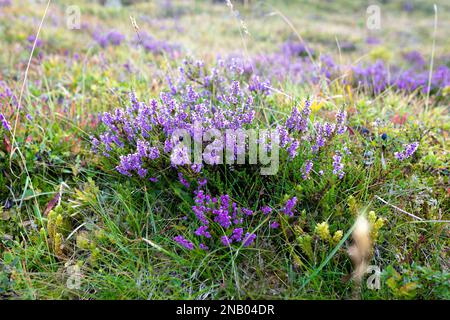 Fiore di erica irlandese sulle Alpi svizzere. Sentiero escursionistico da Mannlichen a Wengen Foto Stock