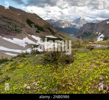 Un bellissimo colpo di prati alpini con gigli di valanga gialli nel Glacier National Park nel Montana settentrionale Foto Stock