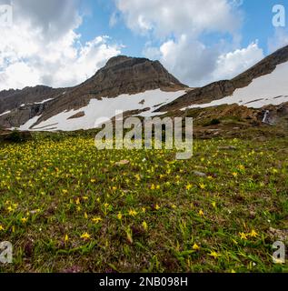 Un bellissimo colpo di prati alpini con gigli di valanga gialli nel Glacier National Park nel Montana settentrionale Foto Stock