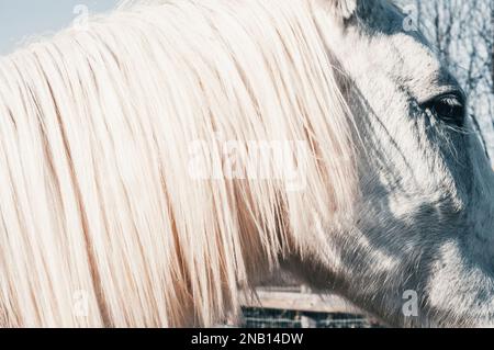 Cavallo Albino Foto Stock