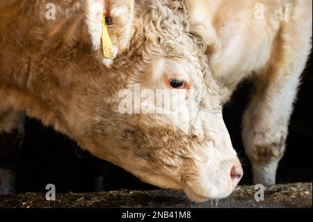 Ratshausen, Germania. 13th Feb, 2023. Bestiame bovino che alimenta in un fienile. Credit: Silas Stein/dpa/Alamy Live News Foto Stock