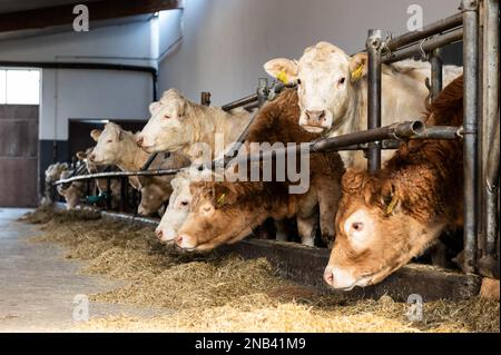 Ratshausen, Germania. 13th Feb, 2023. Bestiame bovino che alimenta in un fienile. Credit: Silas Stein/dpa/Alamy Live News Foto Stock