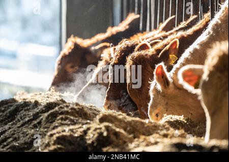 Ratshausen, Germania. 13th Feb, 2023. Bestiame bovino che alimenta in un fienile. Credit: Silas Stein/dpa/Alamy Live News Foto Stock