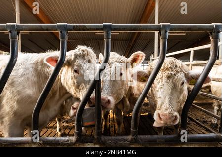 Ratshausen, Germania. 13th Feb, 2023. Bestiame bovino che alimenta in un fienile. Credit: Silas Stein/dpa/Alamy Live News Foto Stock