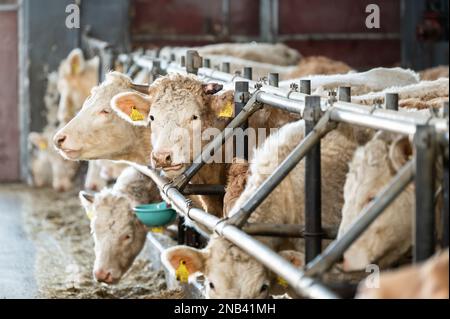 Ratshausen, Germania. 13th Feb, 2023. Bestiame bovino che alimenta in un fienile. Credit: Silas Stein/dpa/Alamy Live News Foto Stock