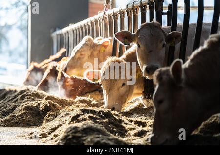 Ratshausen, Germania. 13th Feb, 2023. Bestiame bovino che alimenta in un fienile. Credit: Silas Stein/dpa/Alamy Live News Foto Stock