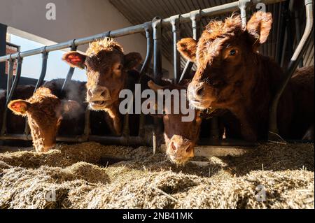 Ratshausen, Germania. 13th Feb, 2023. Bestiame bovino che alimenta in un fienile. Credit: Silas Stein/dpa/Alamy Live News Foto Stock