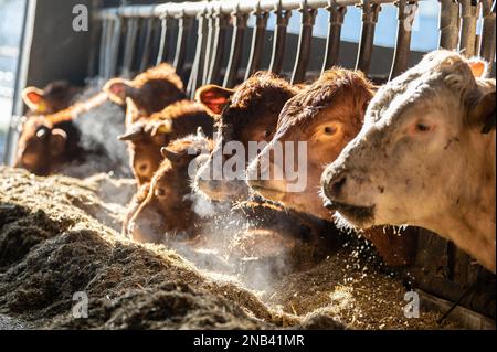 Ratshausen, Germania. 13th Feb, 2023. Bestiame bovino che alimenta in un fienile. Credit: Silas Stein/dpa/Alamy Live News Foto Stock