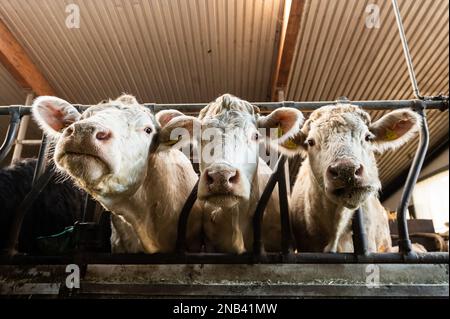 Ratshausen, Germania. 13th Feb, 2023. Bestiame bovino che alimenta in un fienile. Credit: Silas Stein/dpa/Alamy Live News Foto Stock