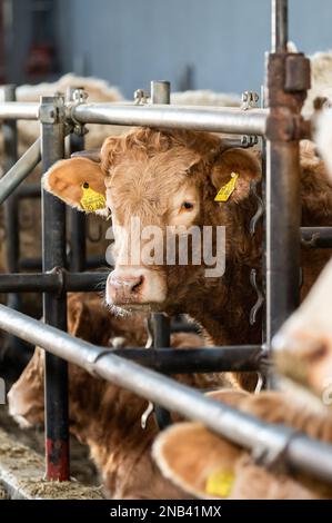 Ratshausen, Germania. 13th Feb, 2023. Bestiame bovino che alimenta in un fienile. Credit: Silas Stein/dpa/Alamy Live News Foto Stock