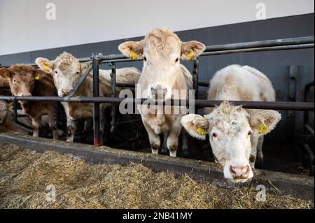 Ratshausen, Germania. 13th Feb, 2023. Bestiame bovino che alimenta in un fienile. Credit: Silas Stein/dpa/Alamy Live News Foto Stock