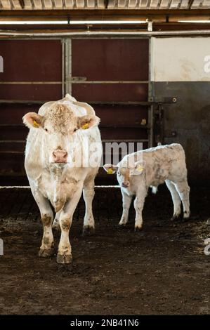 Ratshausen, Germania. 13th Feb, 2023. Una mucca e un vitello sono in piedi in un fienile. Credit: Silas Stein/dpa/Alamy Live News Foto Stock