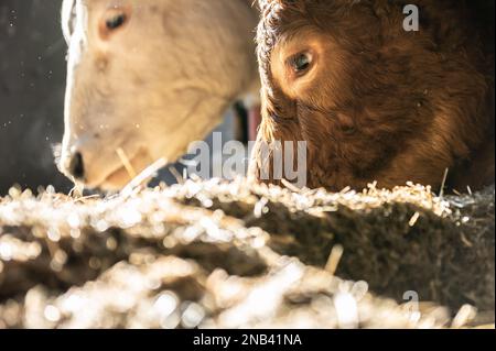 Ratshausen, Germania. 13th Feb, 2023. Bestiame bovino che alimenta in un fienile. Credit: Silas Stein/dpa/Alamy Live News Foto Stock