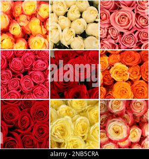 Collage con foto di bellissimi fiori freschi Foto Stock