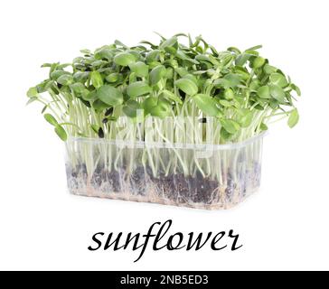 Microgreen organico fresco in contenitore di plastica su sfondo bianco Foto Stock