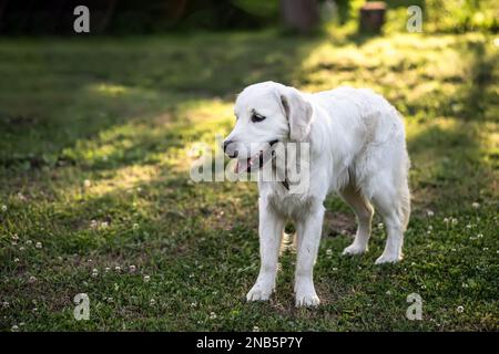 Cucciolo Golden Retriever in estate al sole. Un cane su una passeggiata senza guinzaglio nel cortile della casa in estate. Foto Stock