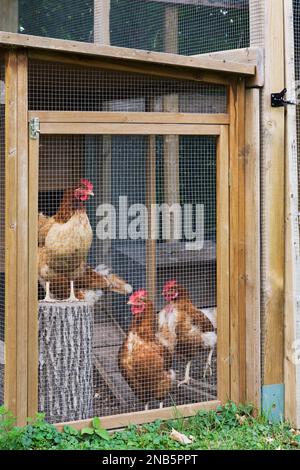 Pollo con galline brune in cortile residenziale in estate. Foto Stock