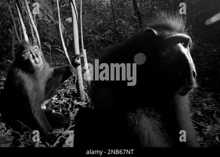 Due individui di macaco soldato (Macaca nigra) sono fotografati nella Riserva Naturale di Tangkoko, Nord Sulawesi, Indonesia. Foto Stock