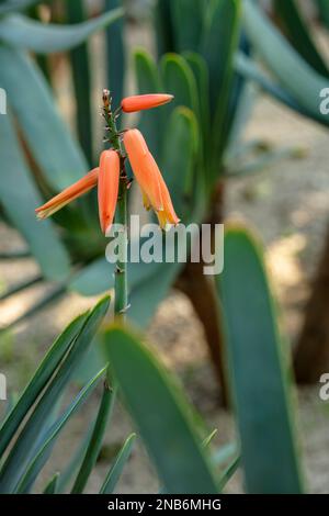 Primo piano picco fiorito di Kumara Plicatilis, Aloe plicatilis, fan-aloe, nel giardino di climatizzazione la Orotava, tenero, Isole Canarie, sole invernale Foto Stock