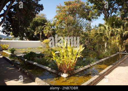 Splendido laghetto ornamentale a Jardín Botánico, Puerto de la Cruz, tenero, Isole Canarie, Spagna, turisti, turismo, sole d'inverno Foto Stock