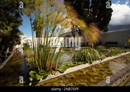 Splendido laghetto ornamentale a Jardín Botánico, Puerto de la Cruz, tenero, Isole Canarie, Spagna, turisti, turismo, sole d'inverno Foto Stock