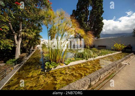 Splendido laghetto ornamentale a Jardín Botánico, Puerto de la Cruz, tenero, Isole Canarie, Spagna, turisti, turismo, sole d'inverno Foto Stock