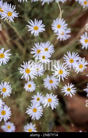 Spargere fiori di fiori selvatici di Fleabane dall'alto come petali cominciano a svanire Foto Stock
