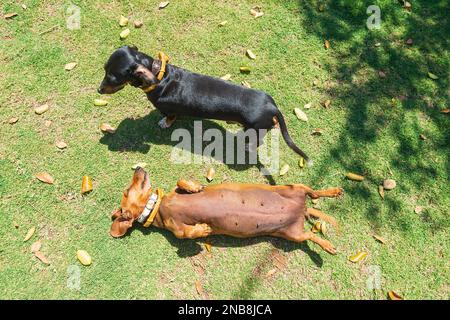 Due Dachshund che prendono il sole in un giardino Foto Stock