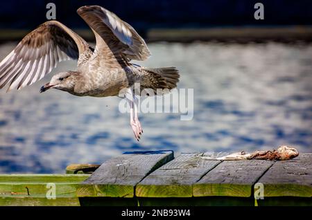 Un gabbiano di aringa americano giovanile (Larus argentatus) vola via dopo aver nutrito un pesce morto, il 13 febbraio 2023, a Bayou la Batre, Alabama. Foto Stock