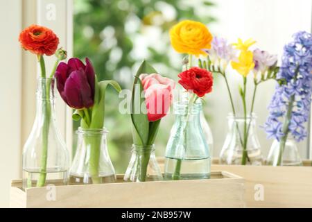 Splendidi fiori primaverili in casse di legno sul davanzale Foto Stock