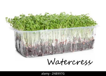 Microgreen organico fresco in contenitore di plastica su sfondo bianco Foto Stock