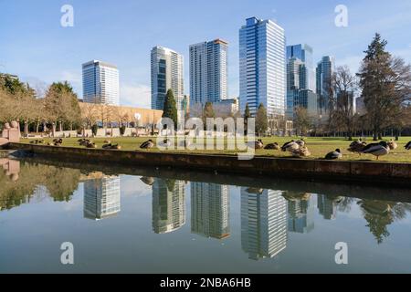 Bellevue, WA, USA - 12 febbraio 2023; le anatre Mallard riposano al sole del mattino con il riflesso dello skyline di Bellevue Foto Stock