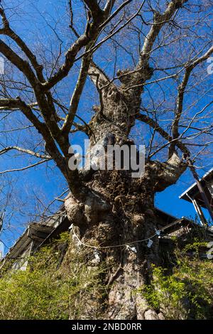 Albero sacro, albero gigante zelkova (600 anni), monumento naturale nazionale, Musashi-Mitake-jinja (santuario), città di Ome, Tokyo, Giappone, Asia orientale, Asia Foto Stock