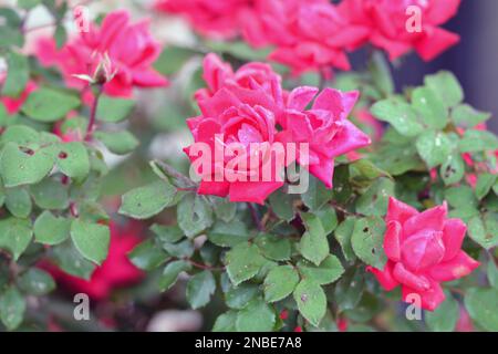 Eleganti, graziose, profumate rose rosse fluorescenti Foto Stock