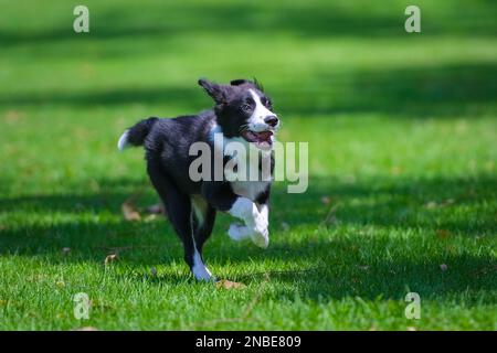 Bordo bianco e nero cucciolo Collie che corre sull'erba nel parco Foto Stock