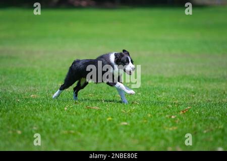 Bordo bianco e nero cucciolo Collie che corre sull'erba nel parco Foto Stock