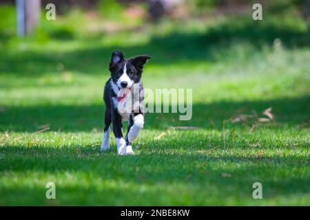 Bordo bianco e nero cucciolo Collie che corre sull'erba nel parco Foto Stock