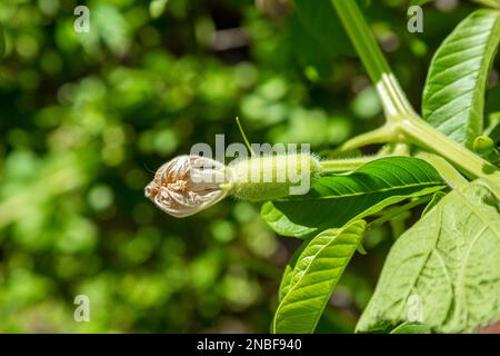 Calabash Lagenaria siceraria, conosciuta anche come zucca di bottiglia, zucca a fiore bianco, melone lungo, zucca di birdhouse, fagiolo della Nuova Guinea, Fagiolo della Tasmania e opo s Foto Stock