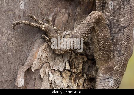 La gamba posteriore di un Lizard fritto (Chlamydosaurus kingii) Bundaberg Australia Foto Stock