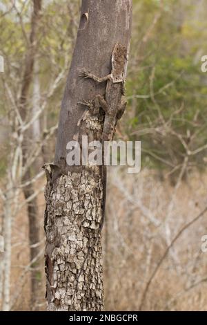 Lizard fritto (Chlamydosaurus kingii) Bundaberg Australia Foto Stock